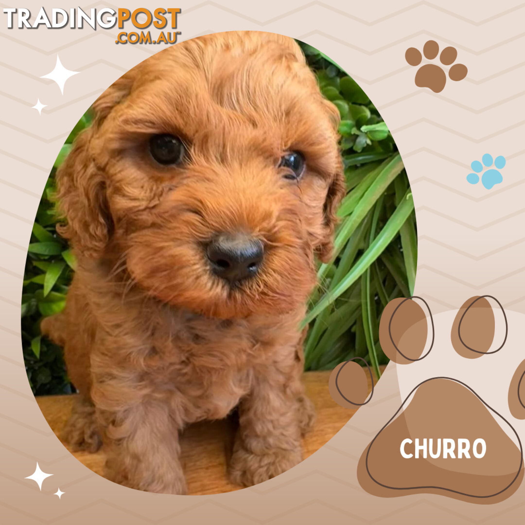 2nd Gen Cavoodle Puppies, Clear DNA, Croydon Hills VIC 3136