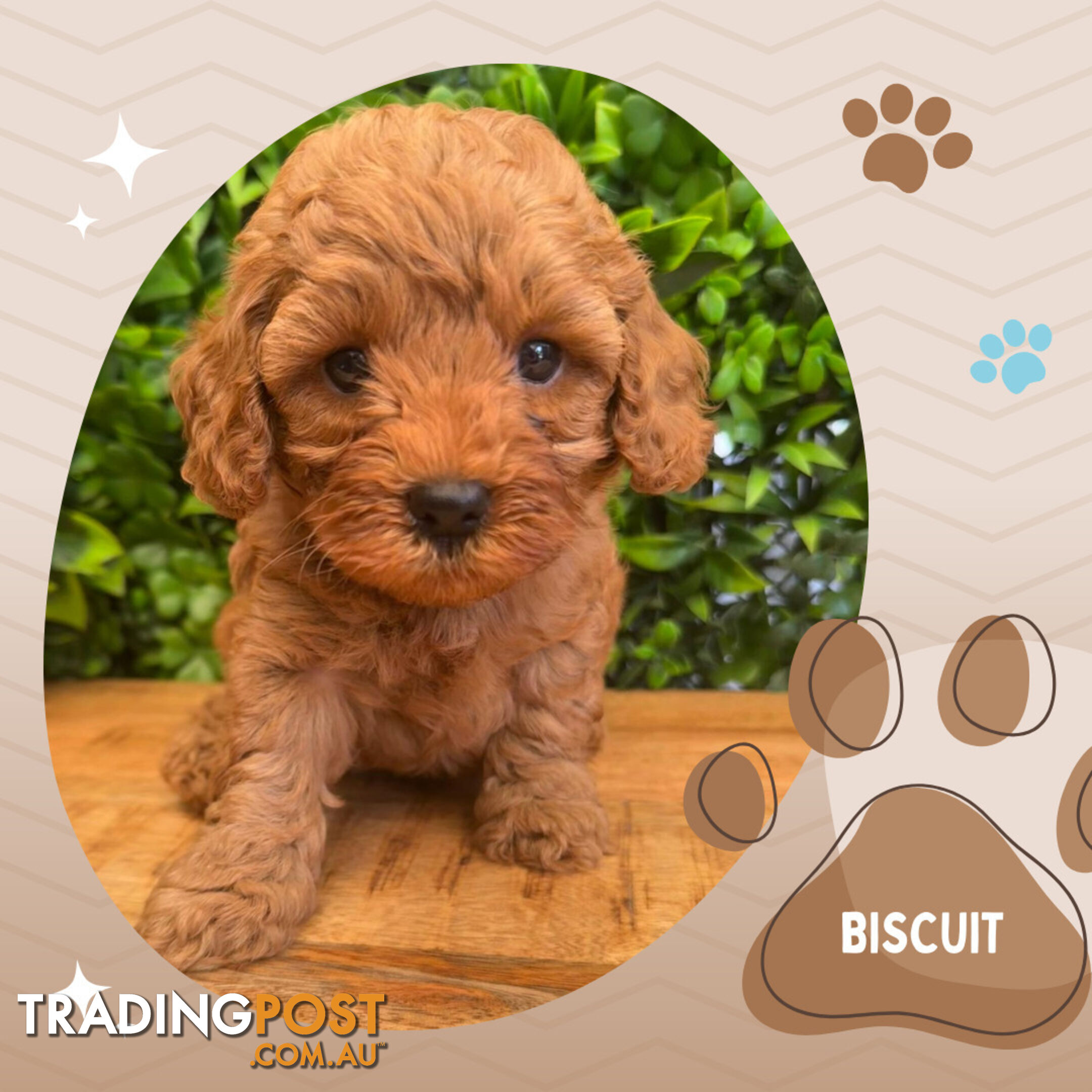 2nd Gen Cavoodle Puppies, Clear DNA, Croydon Hills VIC 3136