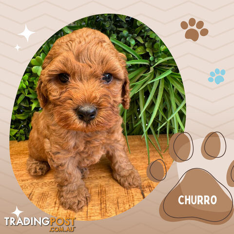 2nd Gen Cavoodle Puppies, Clear DNA, Croydon Hills VIC 3136