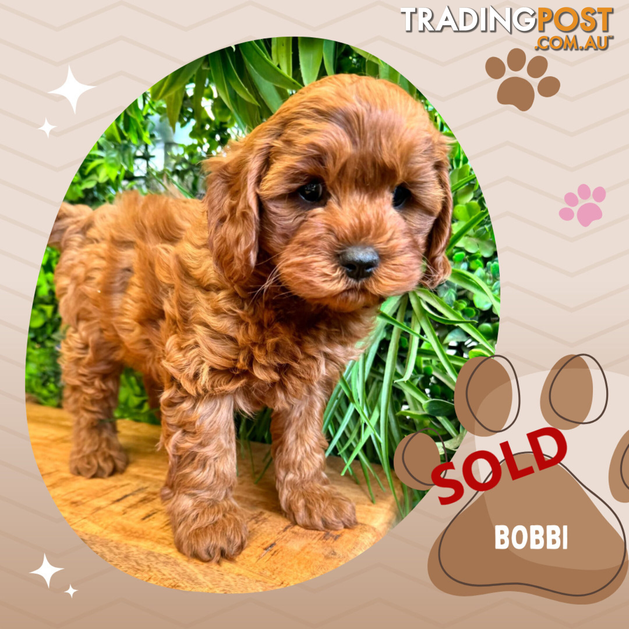 2nd Gen Cavoodle Puppies, Clear DNA, Boronia Vic. 3155