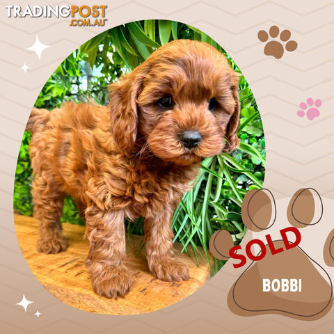 2nd Gen Cavoodle Puppies, Clear DNA, Boronia Vic. 3155