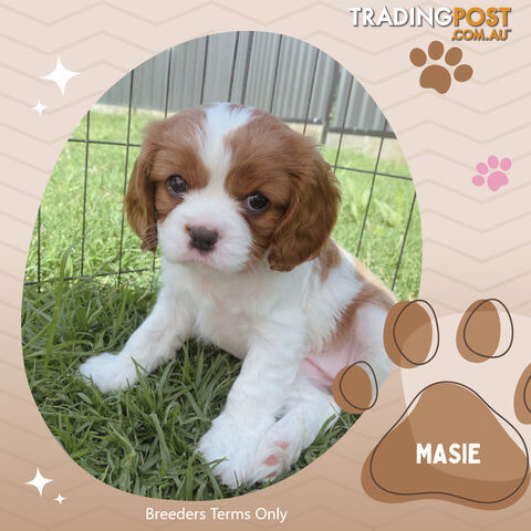 Last 2  Purebred Female Blenheim Cavalier King Charles Spaniel Puppies - Breeders Terms Only