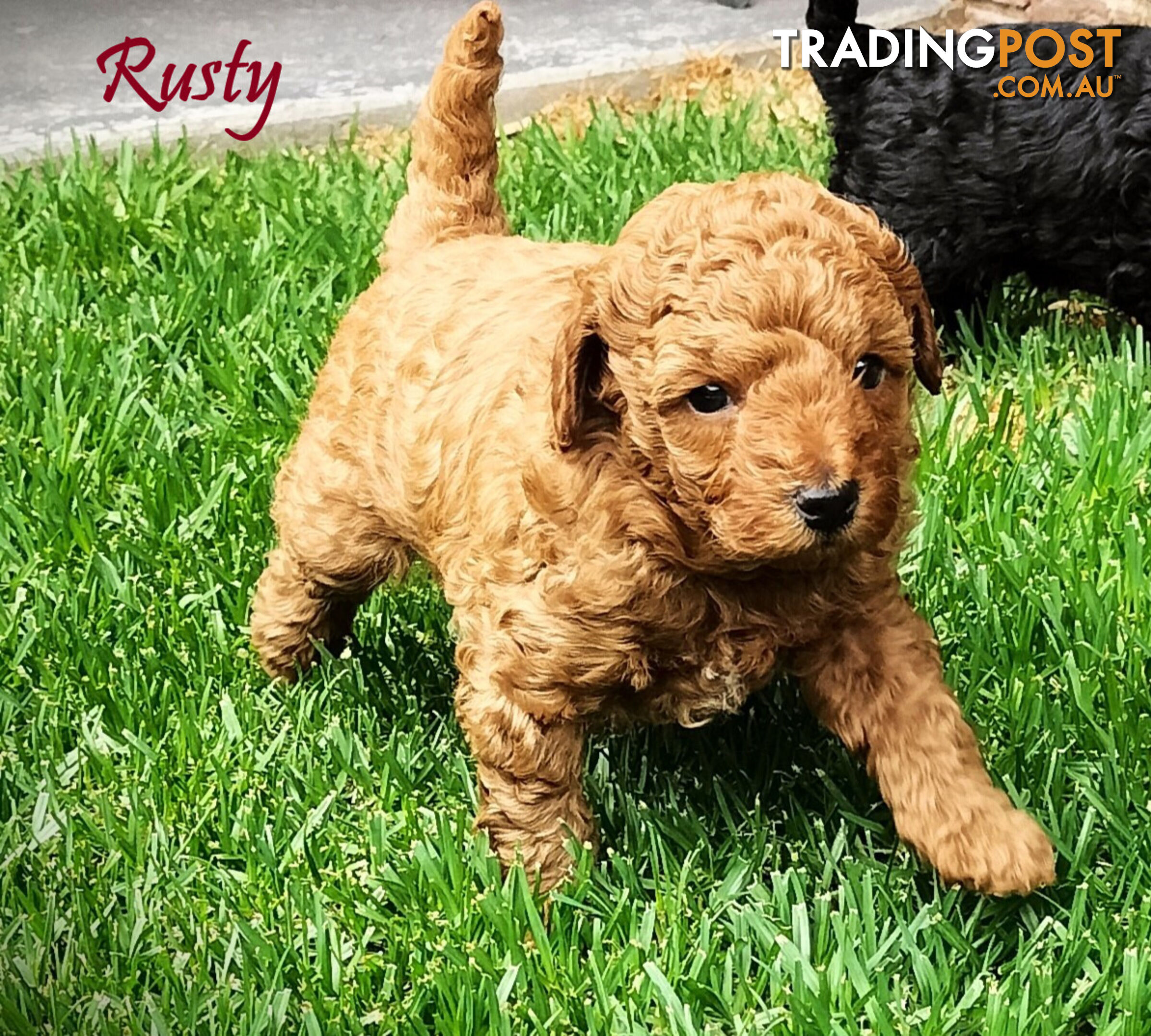 Purebred Toy Poodle, Clear DNA  Breeders Health Guarantee Cranbourne East Vic 3977