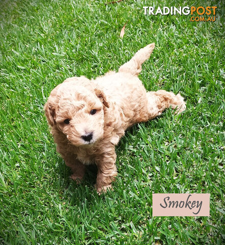 Purebred Toy Poodle, Clear DNA  Breeders Health Guarantee Cranbourne East Vic 3977