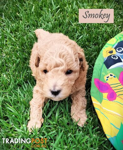 Purebred Toy Poodle, Clear DNA  Breeders Health Guarantee Cranbourne East Vic 3977