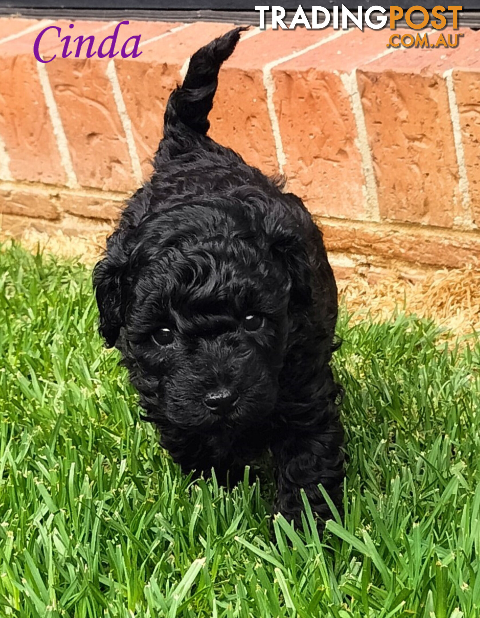 Purebred Toy Poodle, Clear DNA  Breeders Health Guarantee Cranbourne East Vic 3977