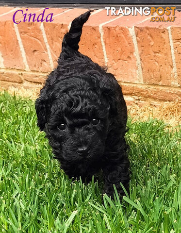 Purebred Toy Poodle, Clear DNA  Breeders Health Guarantee Cranbourne East Vic 3977