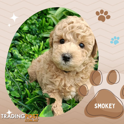 Purebred Toy Poodle, Clear DNA  Breeders Health Guarantee Cranbourne East Vic 3977