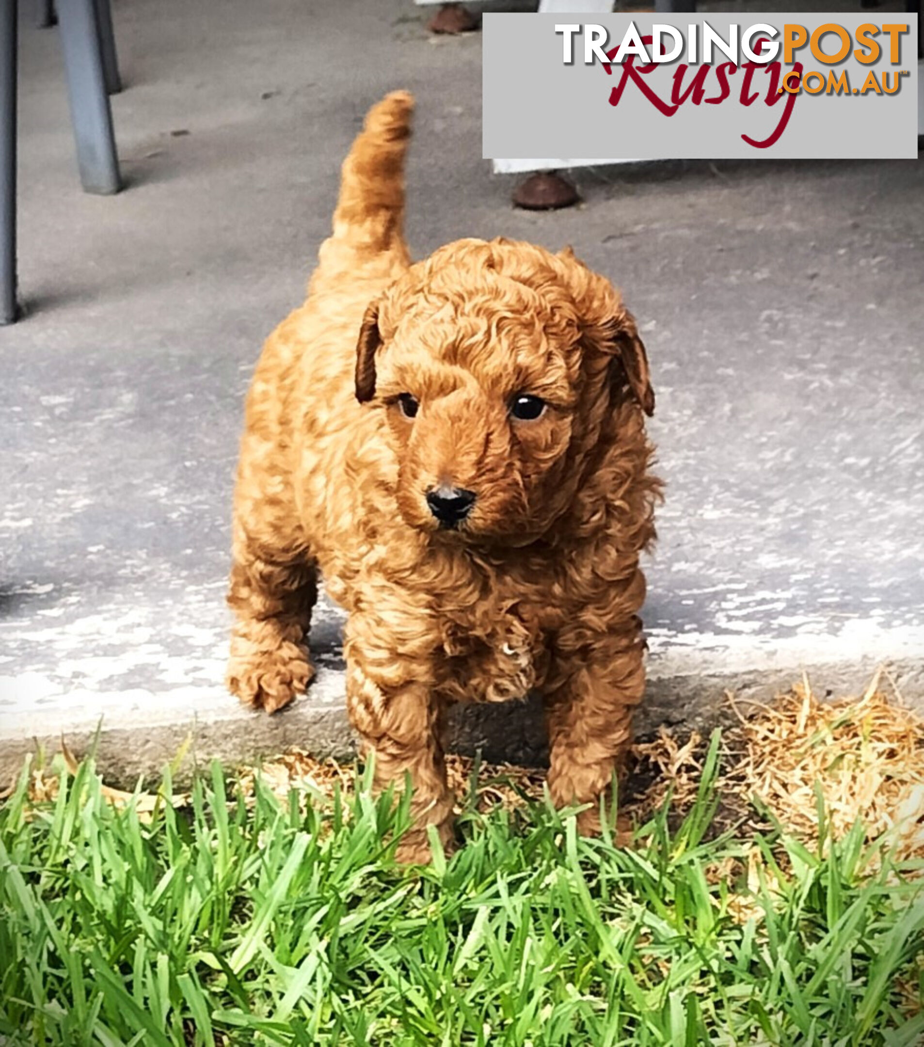 Purebred Toy Poodle, Clear DNA  Breeders Health Guarantee Cranbourne East Vic 3977