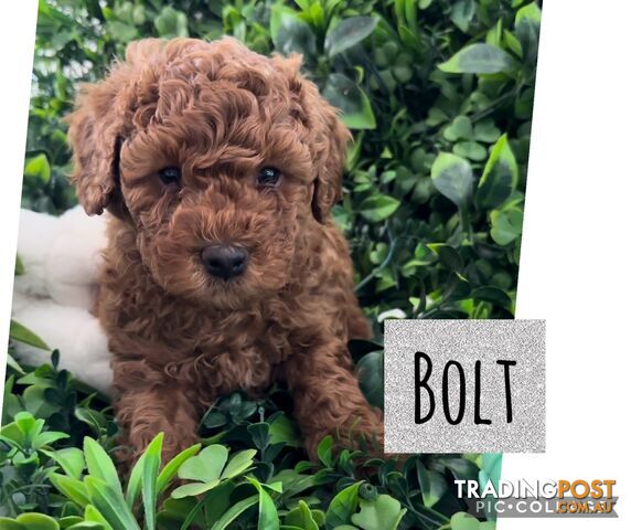 Cavoodle puppies for store sale trading post