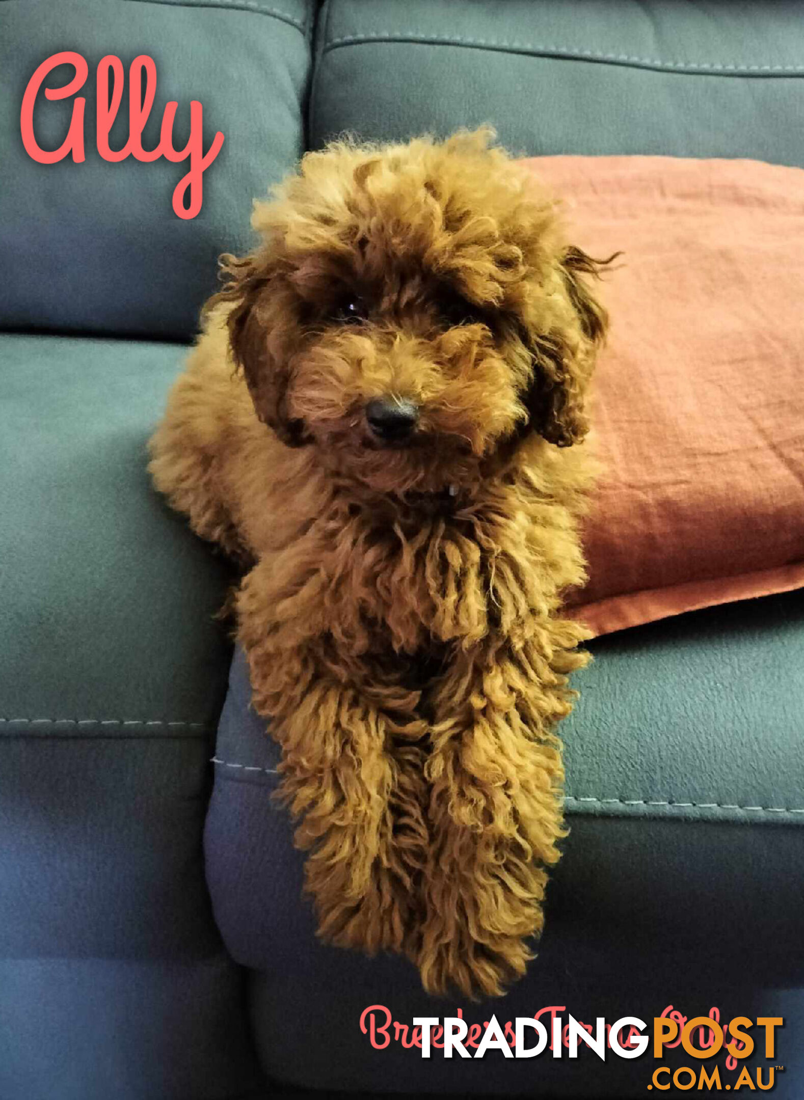 FULLY TOILET TRAINED Female Toy Poodle pup on Breeders Terms in S.E Suburbs of Melbourne