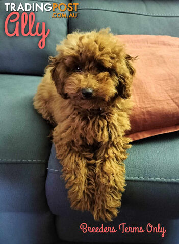 FULLY TOILET TRAINED Female Toy Poodle pup on Breeders Terms in S.E Suburbs of Melbourne