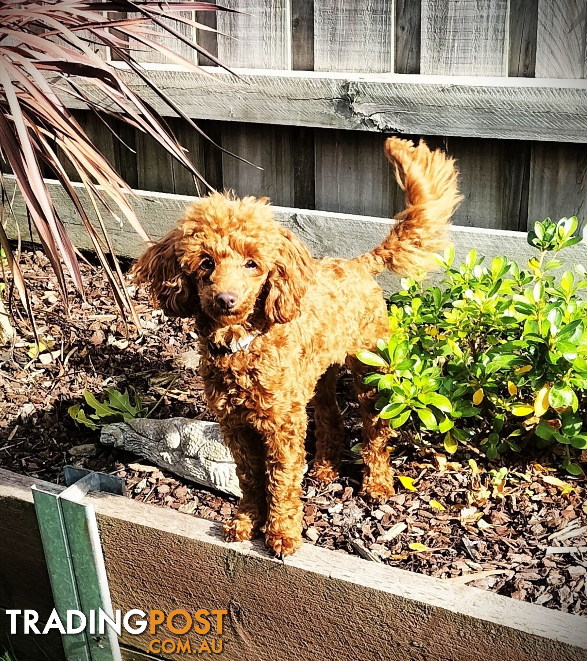 FULLY TOILET TRAINED Female Toy Poodle pup on Breeders Terms in S.E Suburbs of Melbourne