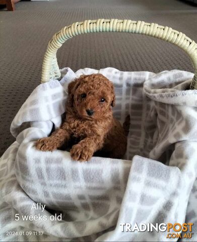 FULLY TOILET TRAINED Female Toy Poodle pup on Breeders Terms in S.E Suburbs of Melbourne