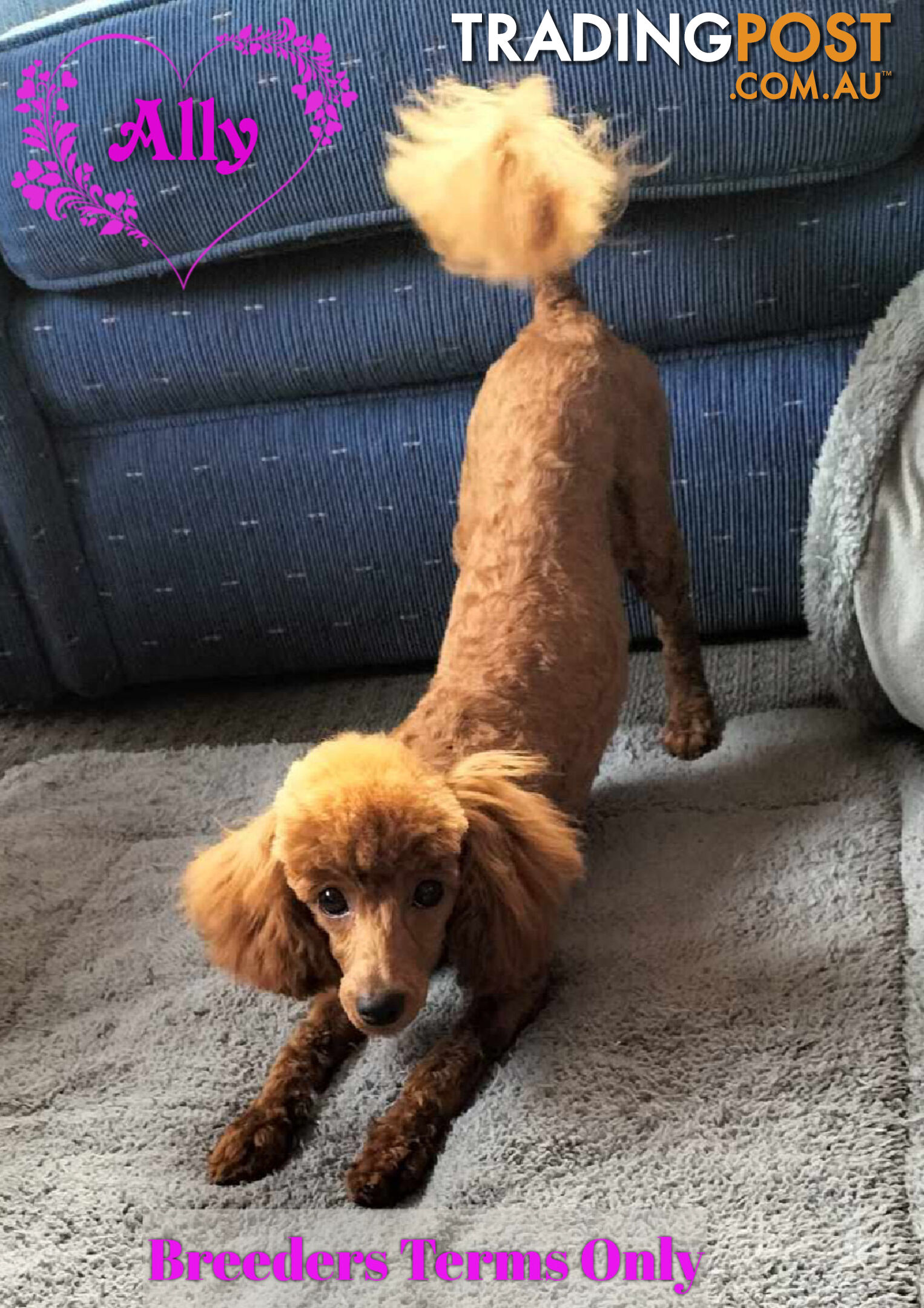 FULLY TOILET TRAINED Female Toy Poodle pup on Breeders Terms in S.E Suburbs of Melbourne