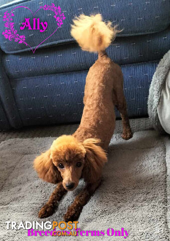 FULLY TOILET TRAINED Female Toy Poodle pup on Breeders Terms in S.E Suburbs of Melbourne