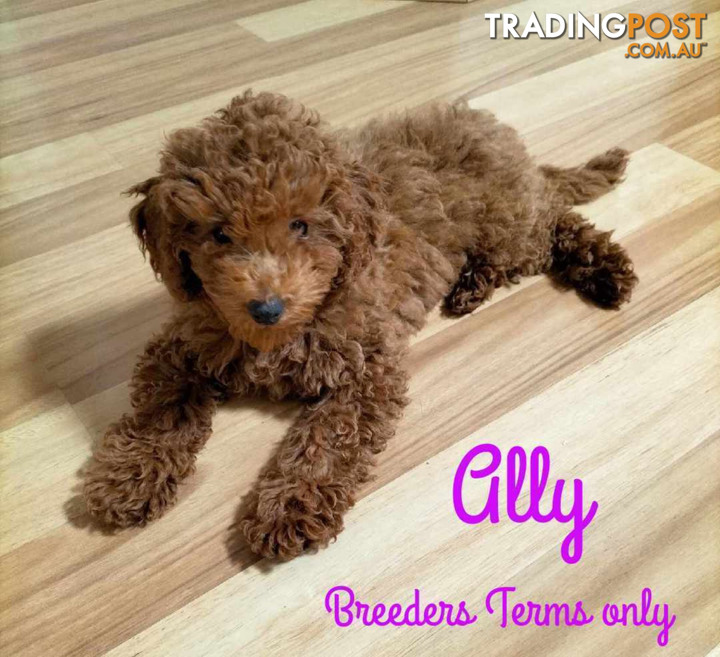 FULLY TOILET TRAINED Female Toy Poodle pup on Breeders Terms in S.E Suburbs of Melbourne