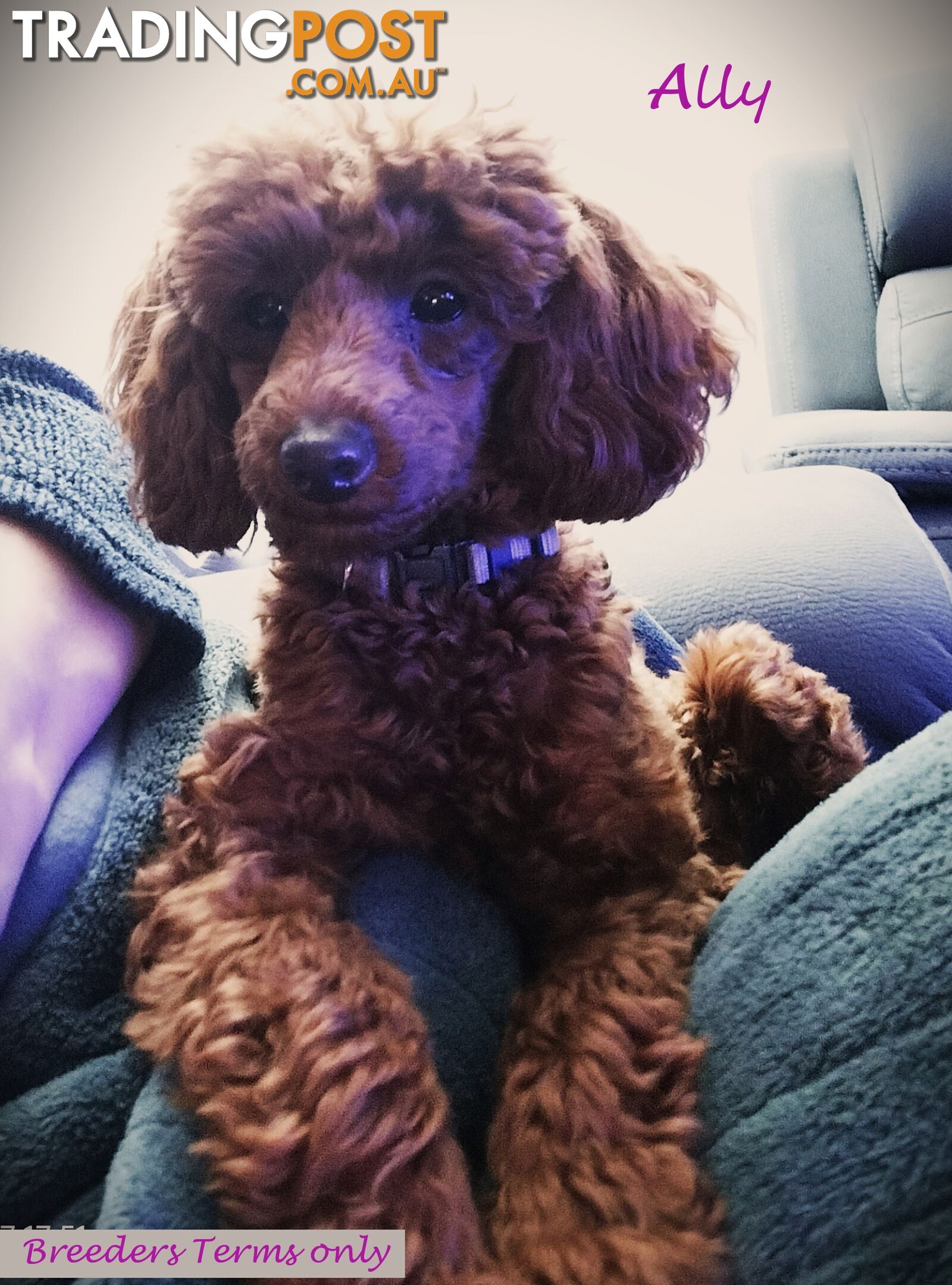 FULLY TOILET TRAINED Female Toy Poodle pup on Breeders Terms in S.E Suburbs of Melbourne