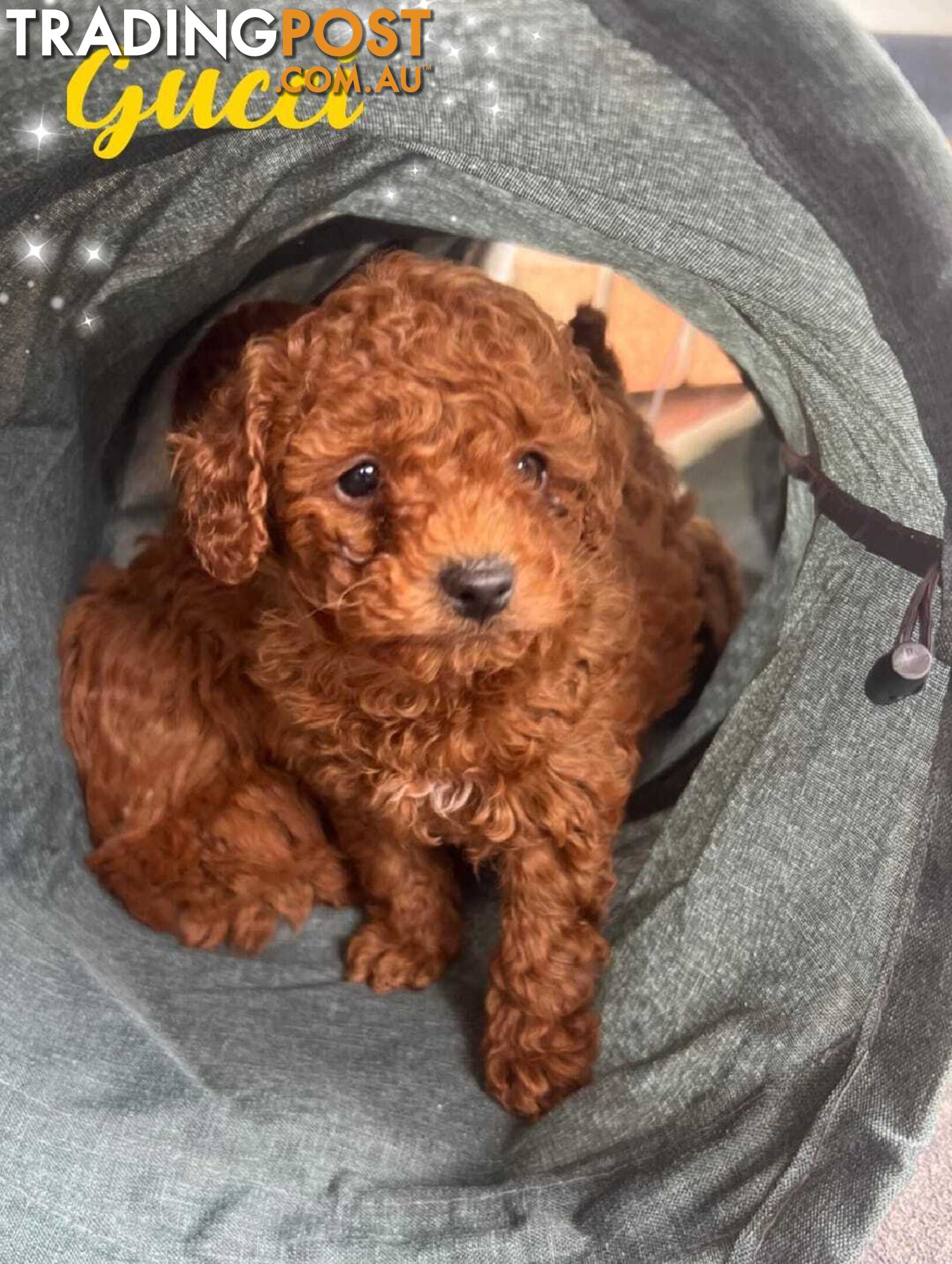 Purebred Red Toy Poodle, DNA Tested, Breeders Health Guarantee Rovwille Vic