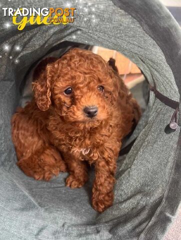 Purebred Red Toy Poodle, DNA Tested, Breeders Health Guarantee Rovwille Vic