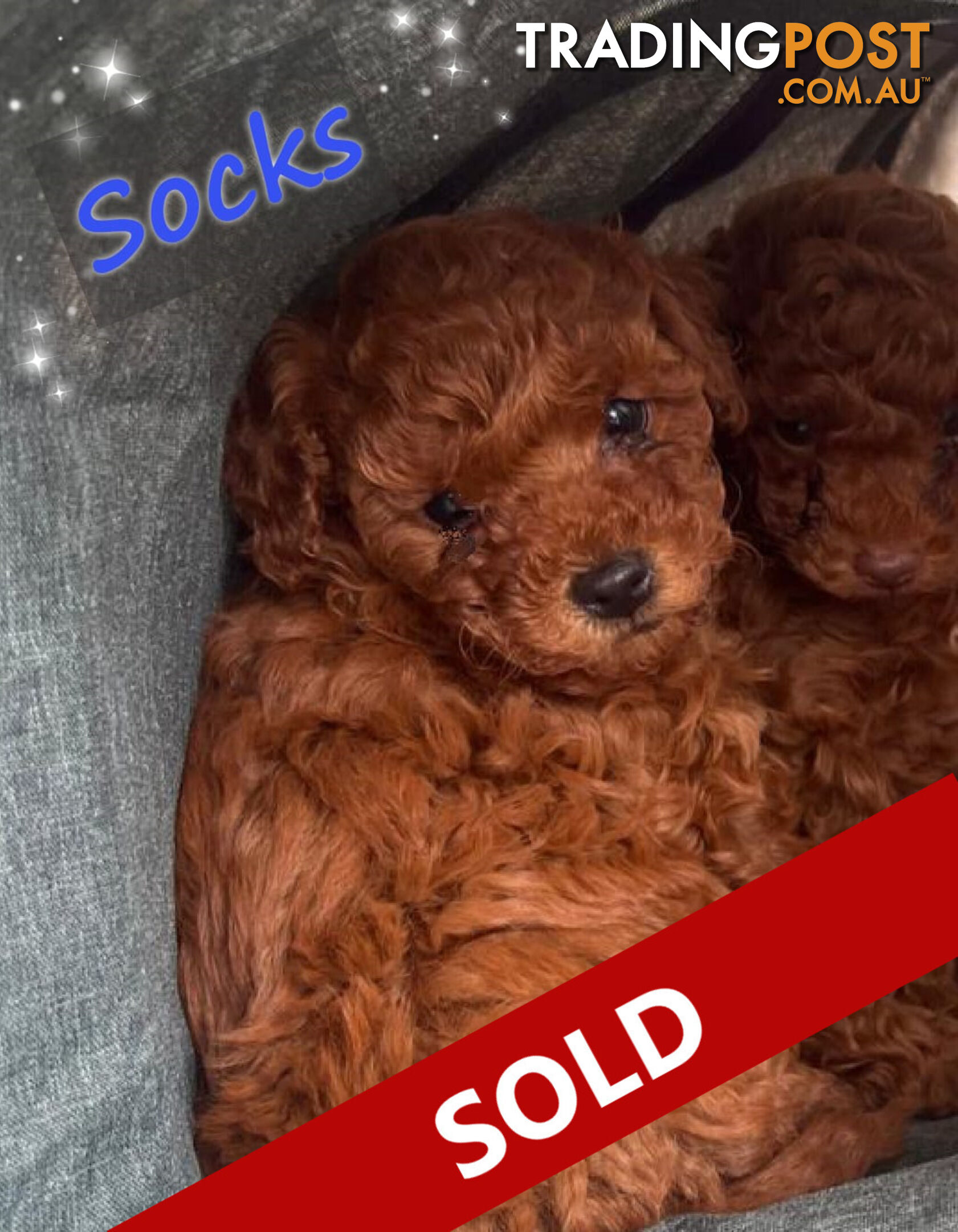 Purebred Red Toy Poodle, DNA Tested, Breeders Health Guarantee Rovwille Vic