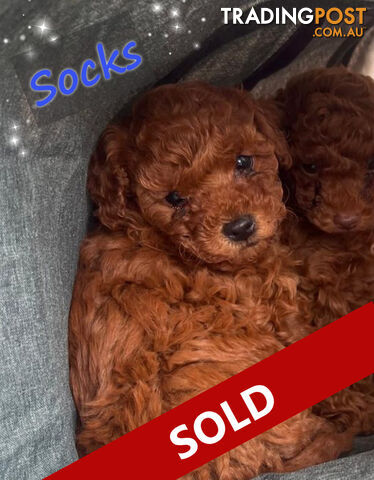 Purebred Red Toy Poodle, DNA Tested, Breeders Health Guarantee Rovwille Vic