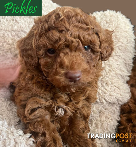 Purebred Male Red Toy Poodle, DNA Tested, Breeders Health Guarantee Rovwille Vic