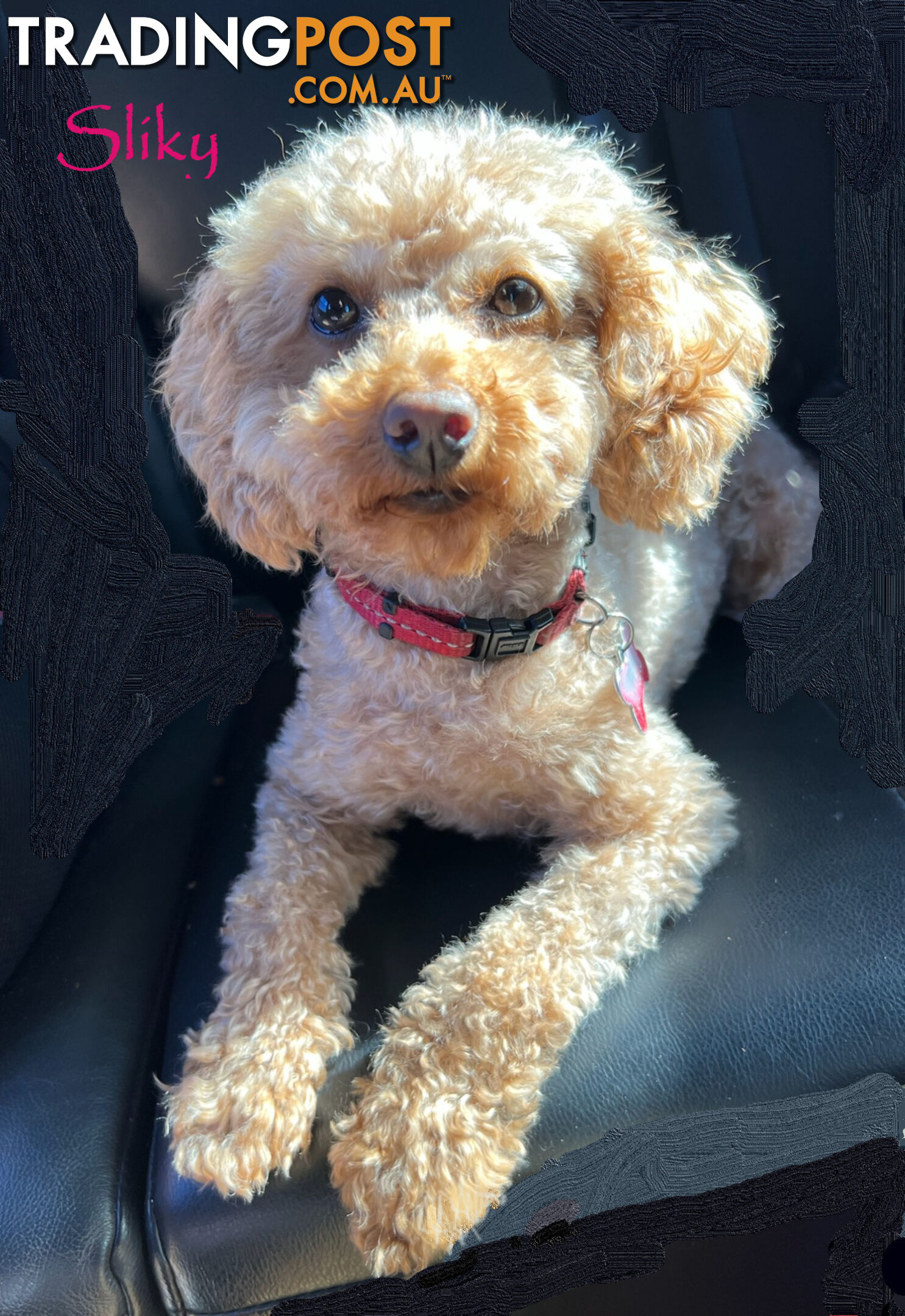 Purebred Red Toy Poodle, DNA Tested, Breeders Health Guarantee Rovwille Vic