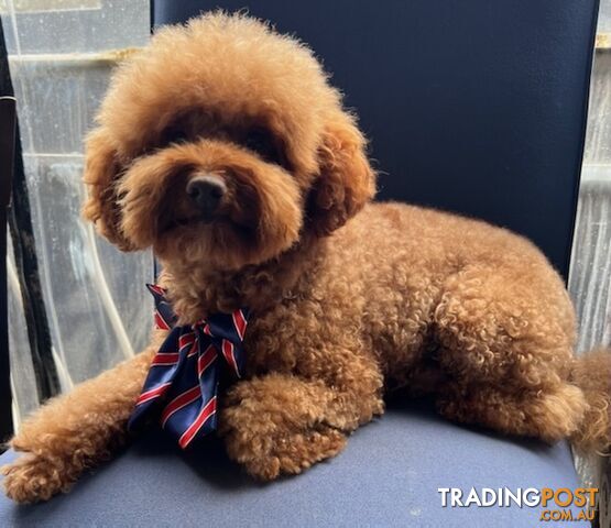 Purebred Red Toy Poodle, DNA Tested, Breeders Health Guarantee Rovwille Vic