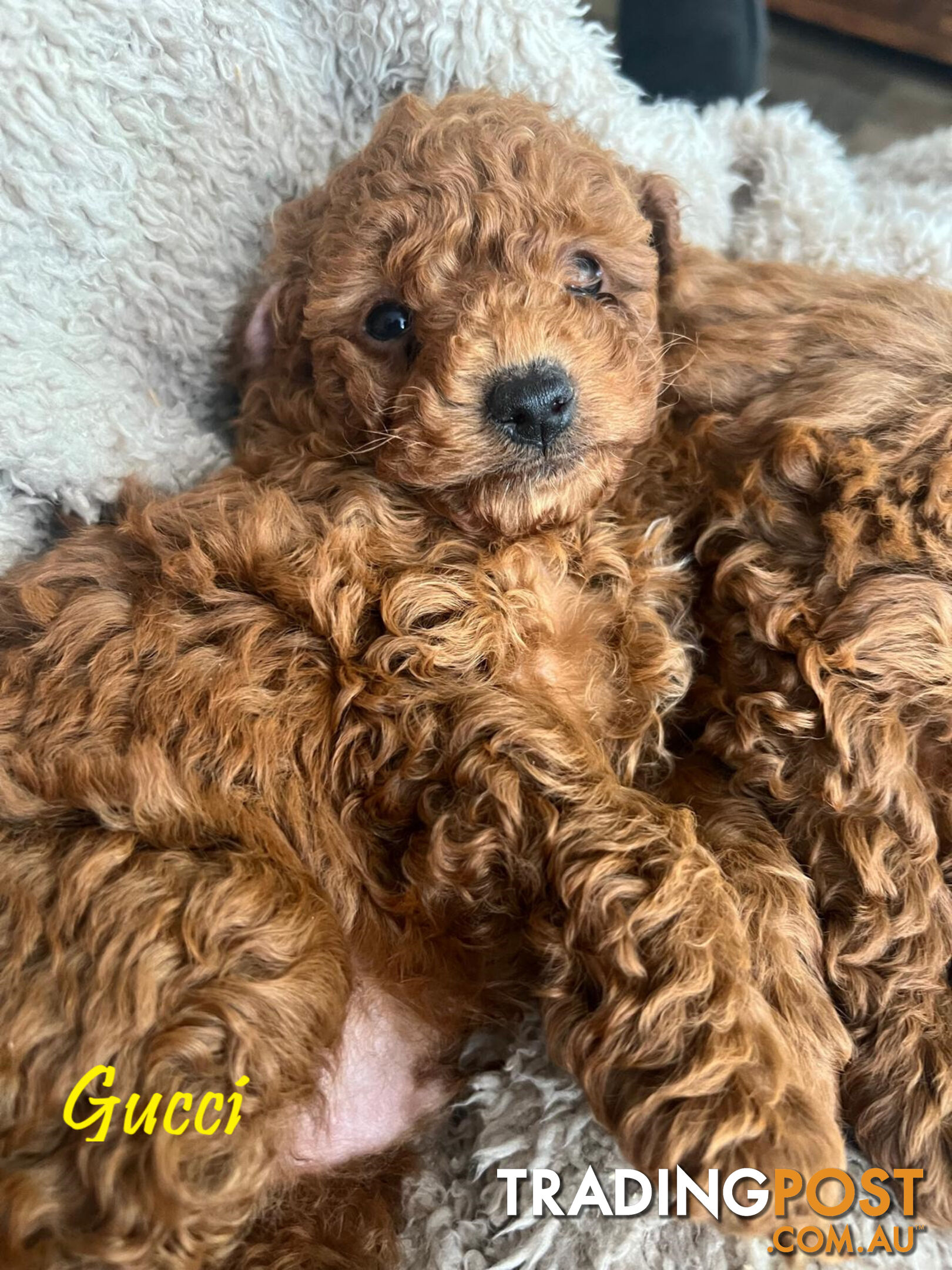 Purebred Red Toy Poodle, DNA Tested, Breeders Health Guarantee Rovwille Vic