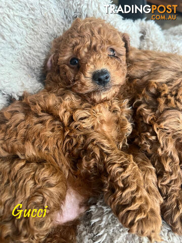 Purebred Red Toy Poodle, DNA Tested, Breeders Health Guarantee Rovwille Vic