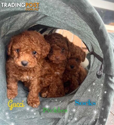 Purebred Red Toy Poodle, DNA Tested, Breeders Health Guarantee Rovwille Vic