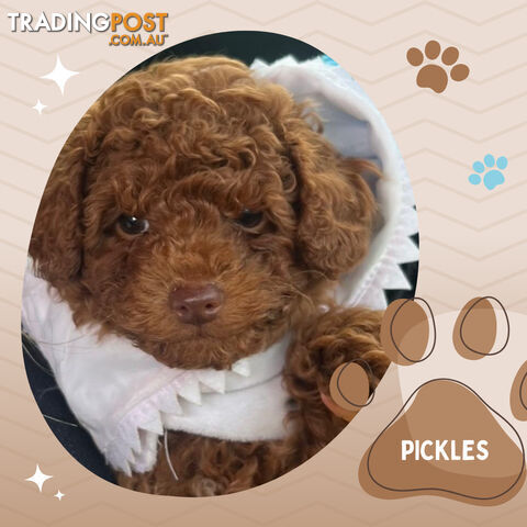 Purebred Male Red Toy Poodle, DNA Tested, Breeders Health Guarantee Rovwille Vic