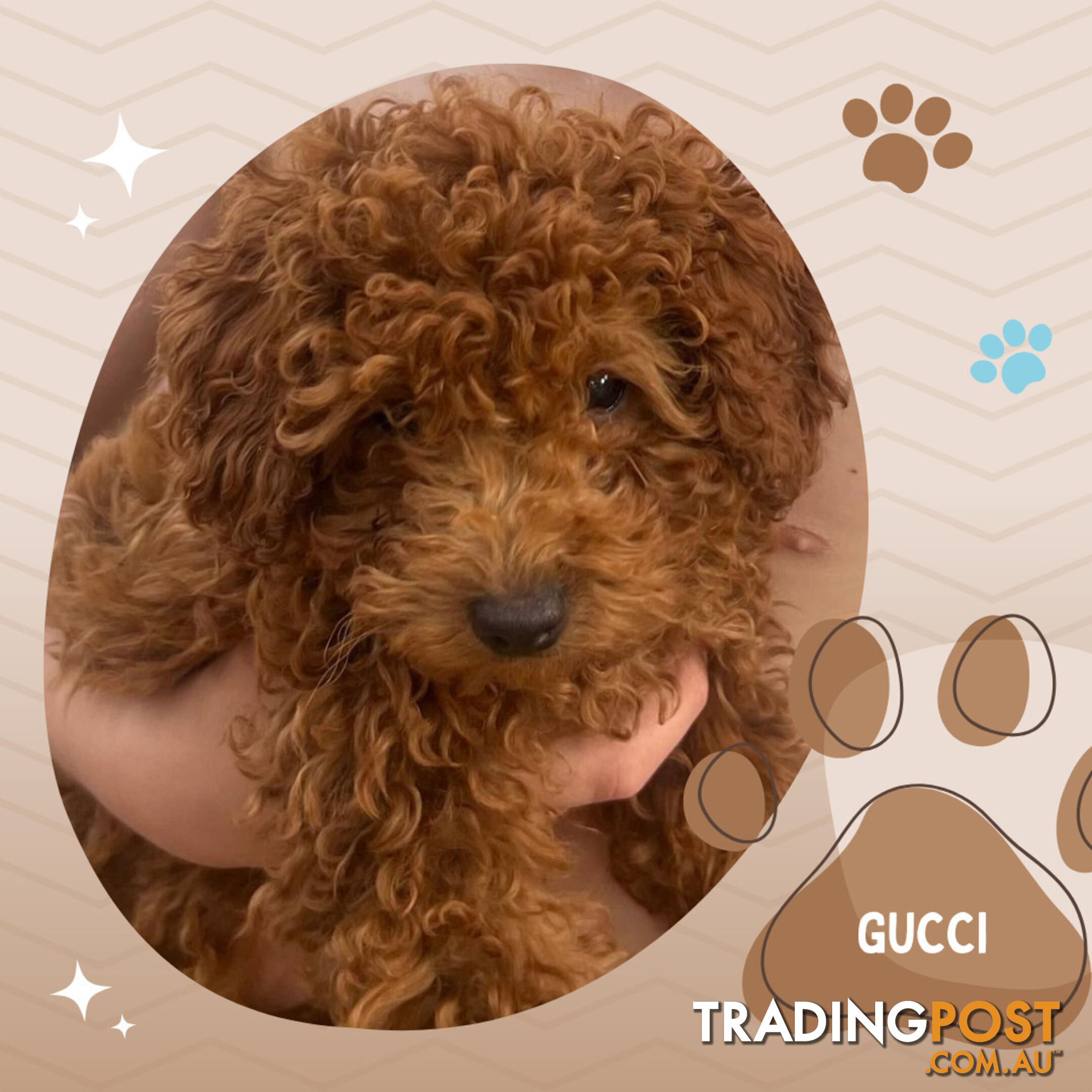 Purebred Male Red Toy Poodle, DNA Tested, Breeders Health Guarantee Rovwille Vic