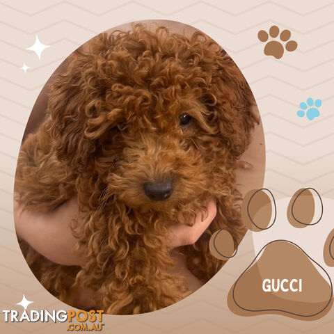 Purebred Male Red Toy Poodle, DNA Tested, Breeders Health Guarantee Rovwille Vic