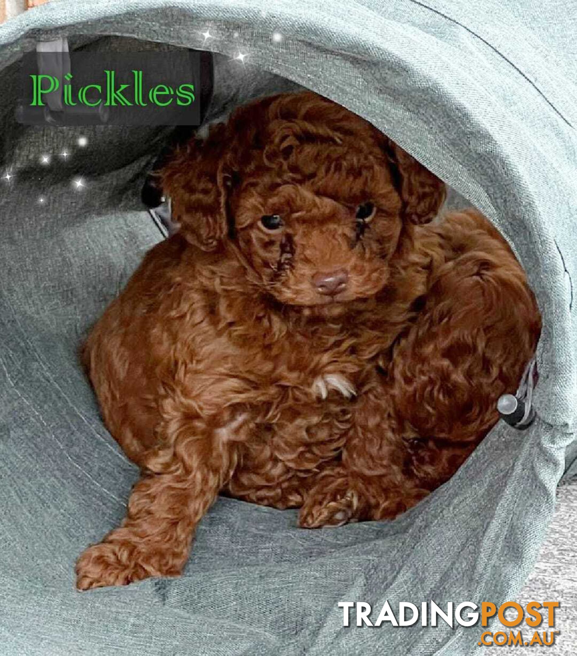 Purebred Red Toy Poodle, DNA Tested, Breeders Health Guarantee Rovwille Vic