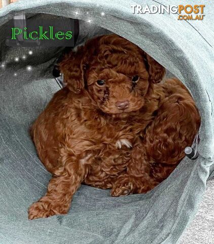 Purebred Red Toy Poodle, DNA Tested, Breeders Health Guarantee Rovwille Vic