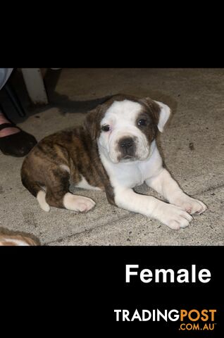 AMERICAN BULLDOG (JOHNSON)