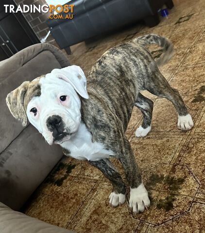 Purebred American bulldog Johnsons