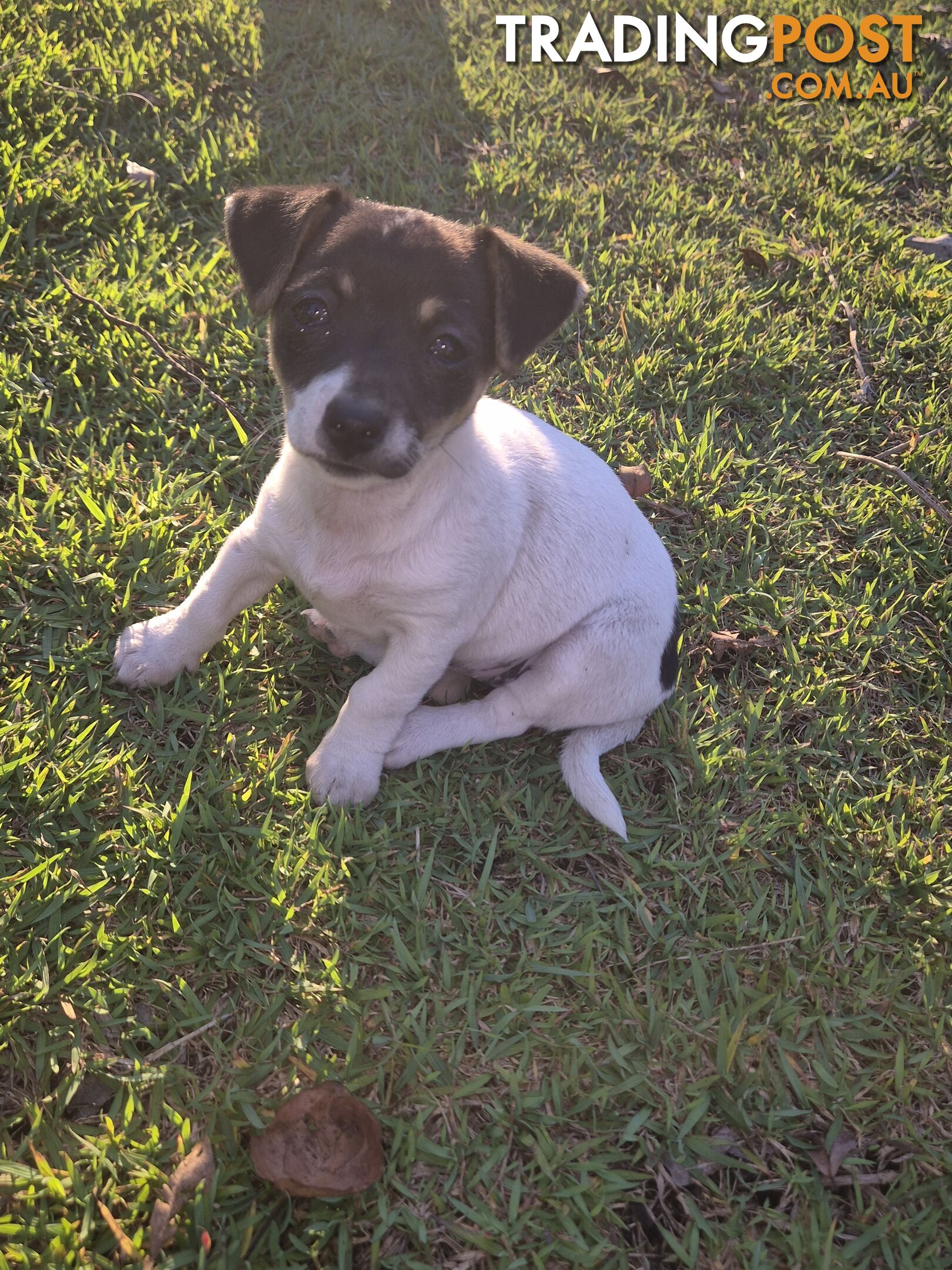 Female mini foxy pup