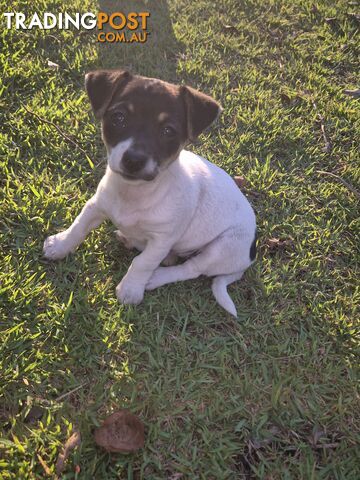 Female mini foxy pup