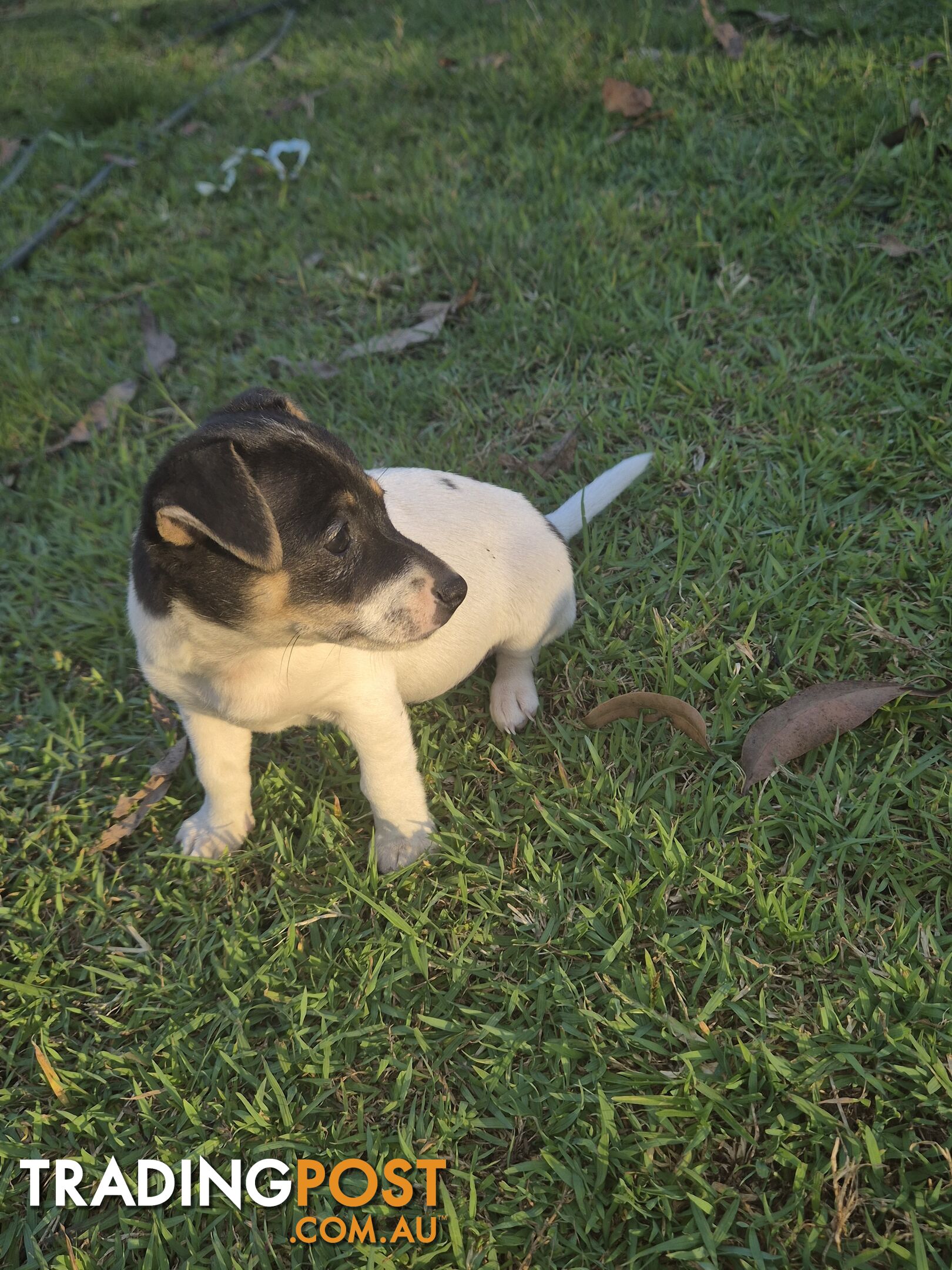 Female mini foxy pup