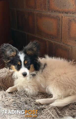 Papillon Pups