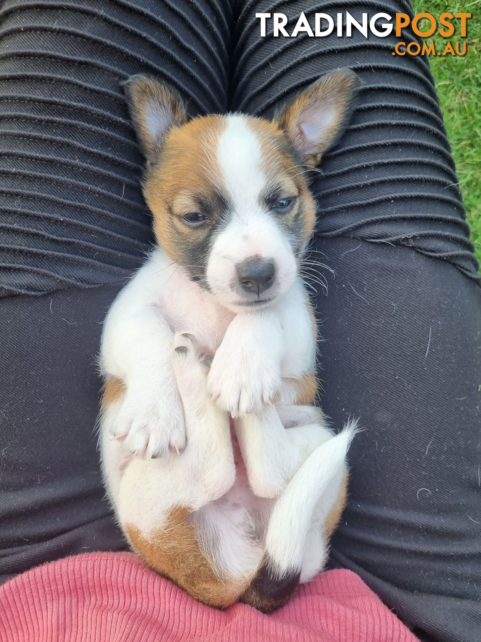 Jack Russel puppies