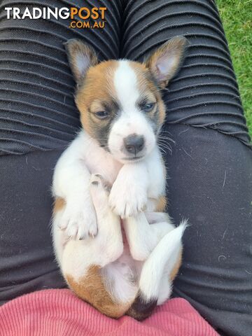 Jack Russel puppies