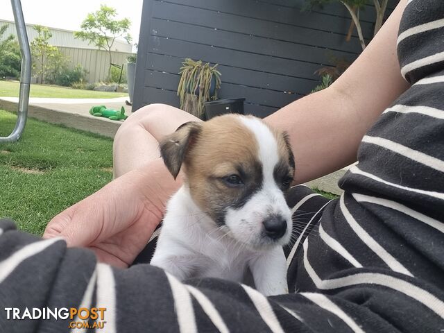 Jack Russel puppies