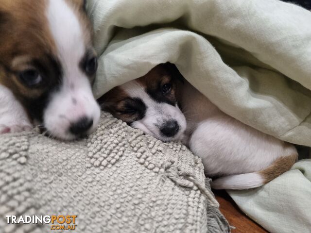 Jack Russel puppies