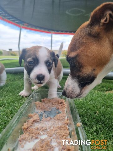 Jack Russel puppies