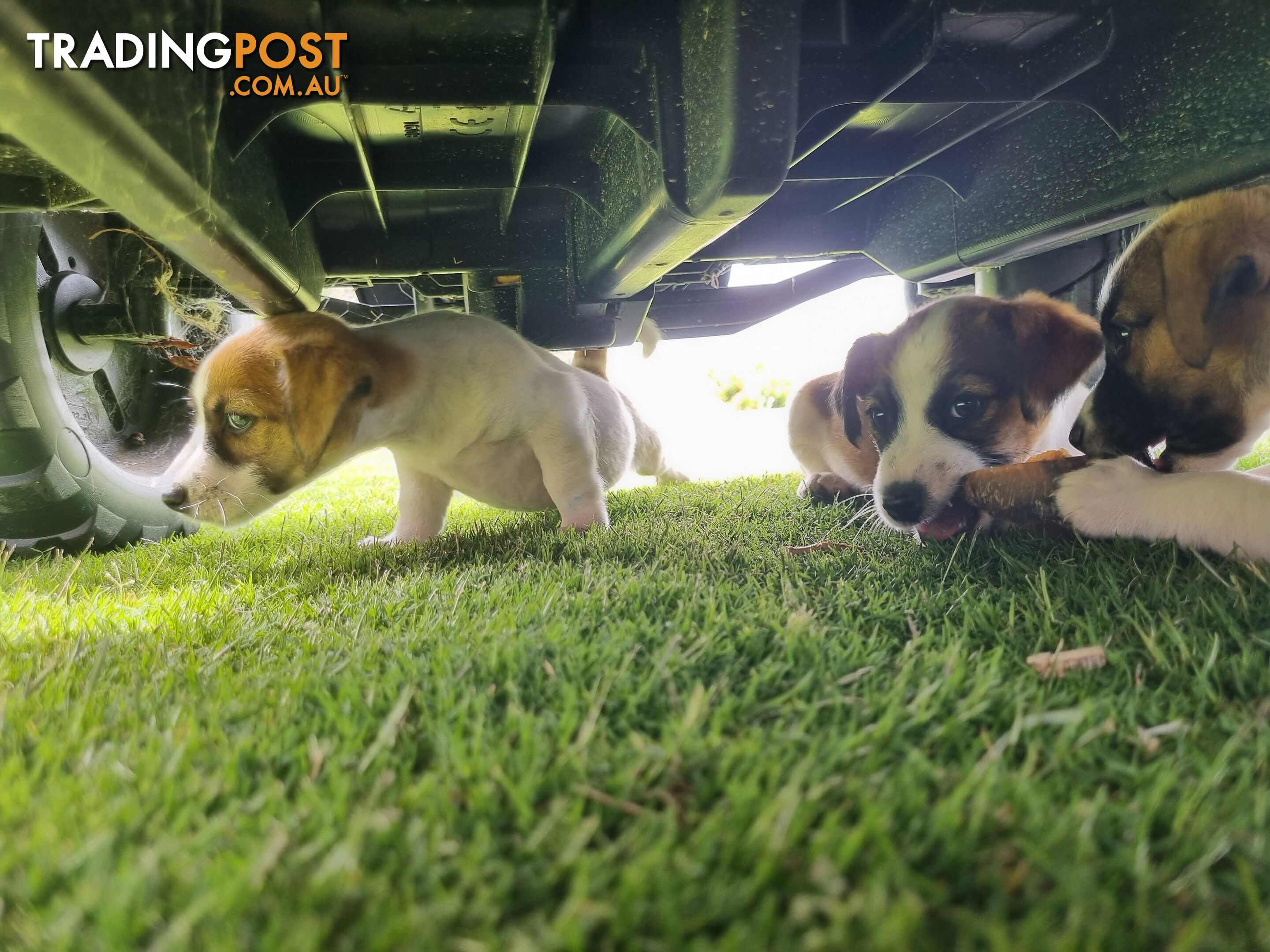 Jack Russel puppies