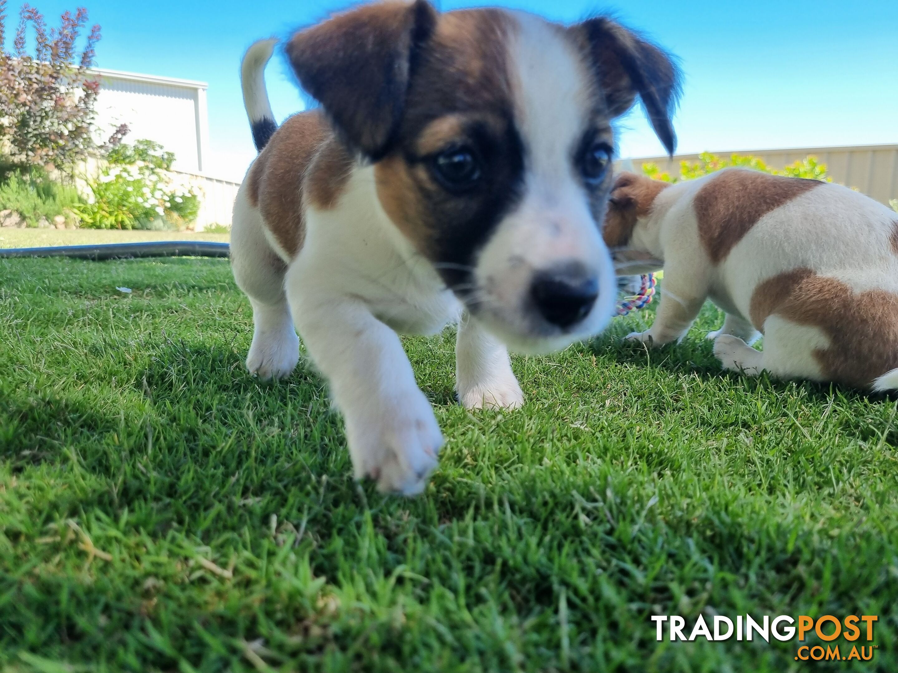 Jack Russel puppies